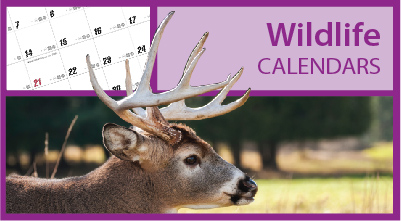 Promotional Deer Calendars | Whitetail Deer Calendars | Deer Hunting Calendars