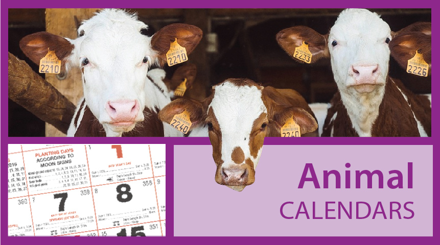 Horses Calendars | Farm Animals Calendars