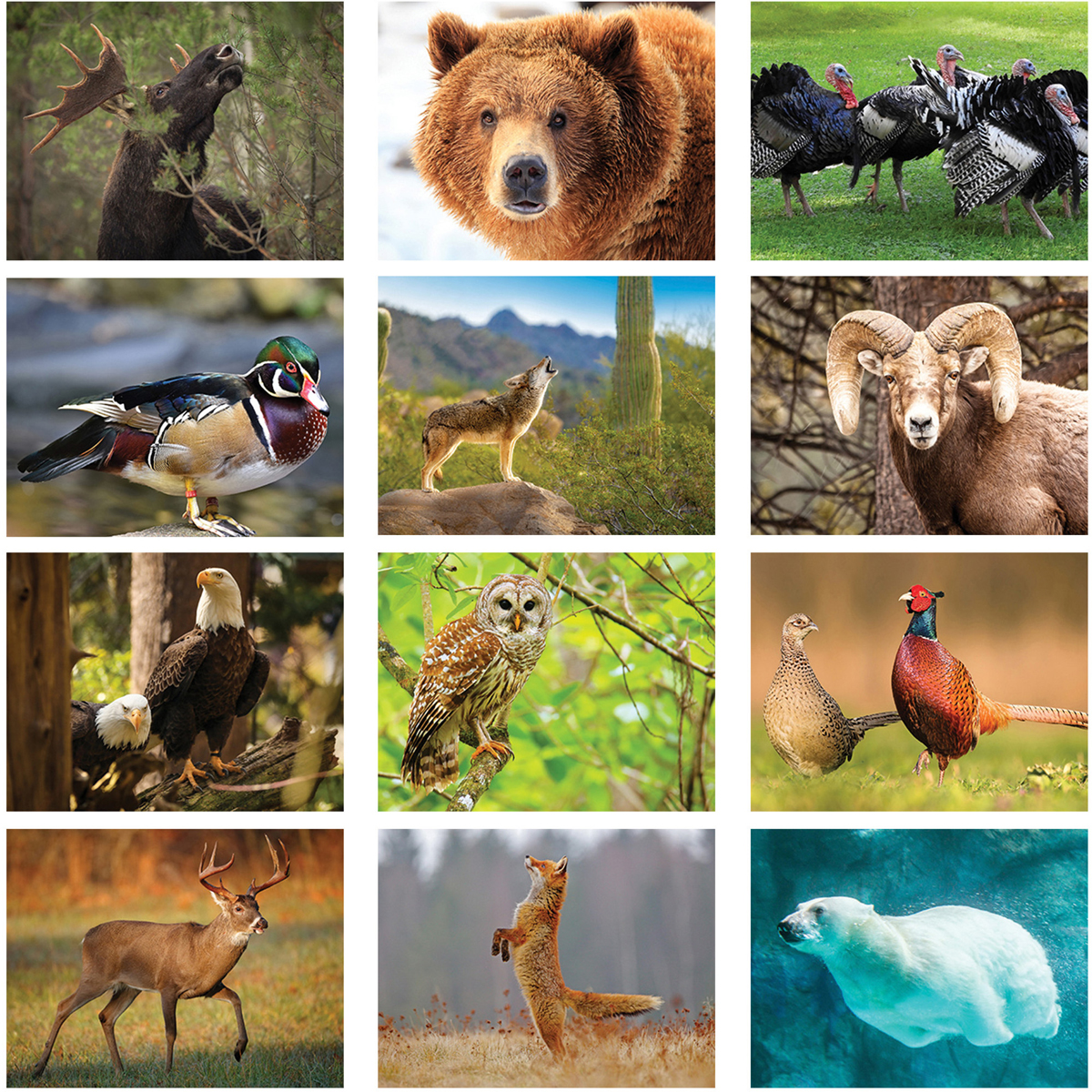 Wildlife Spiral Calendar