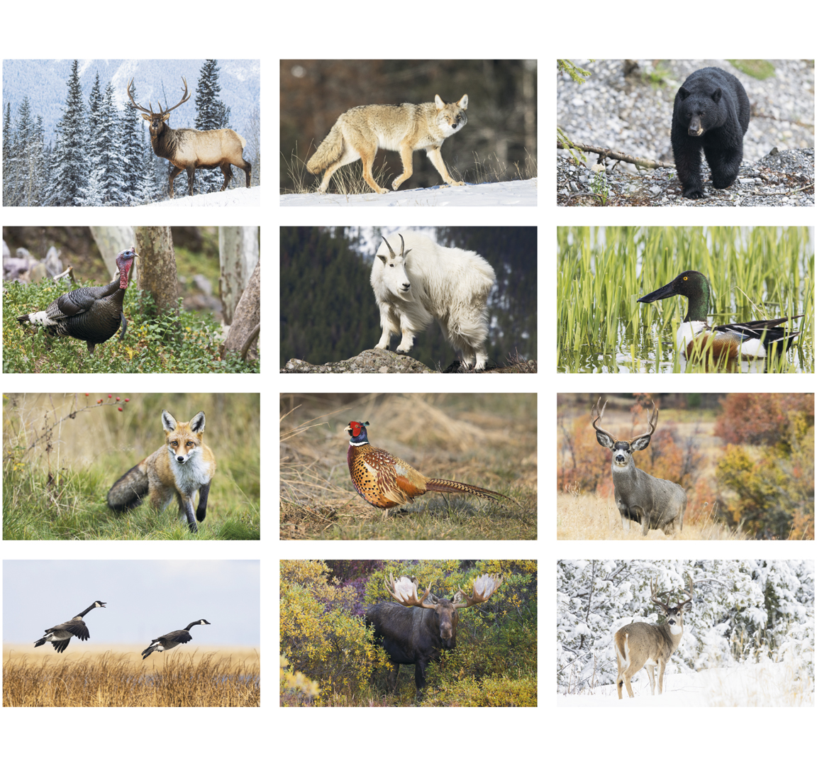 free-2020-canadian-wildlife-federation-calendars-deals-from-savealoonie