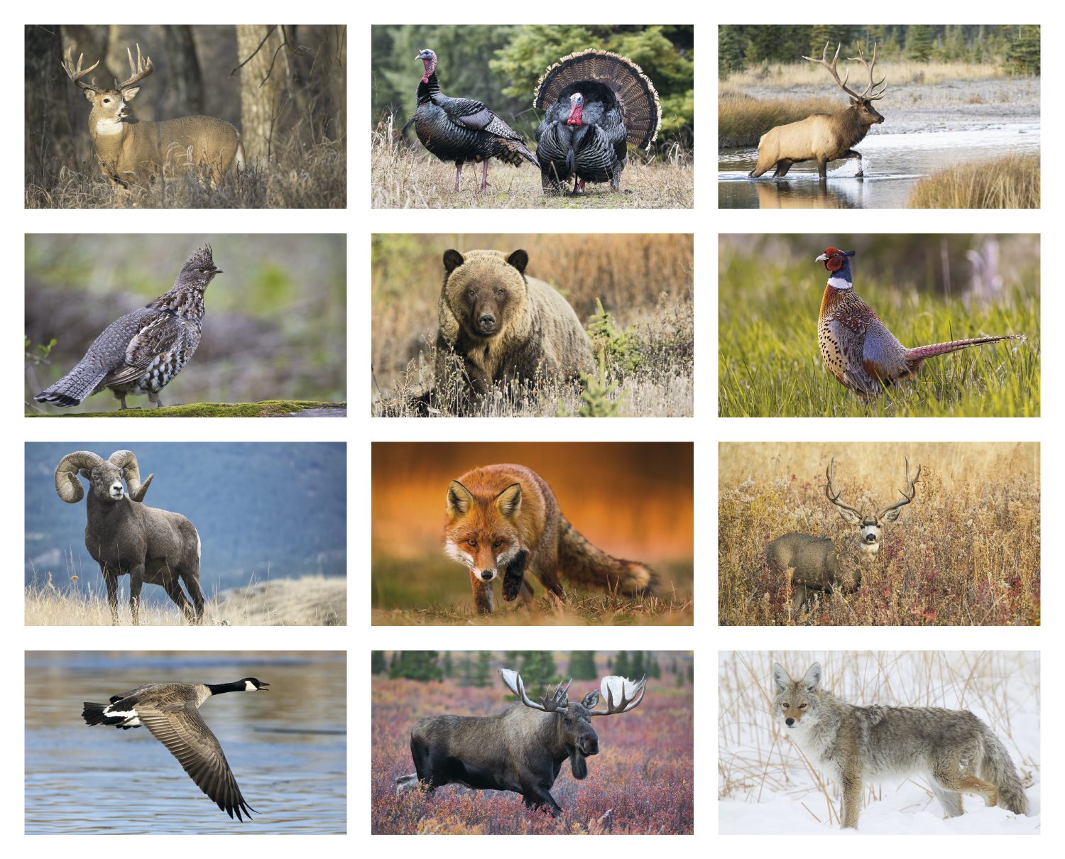 free-2020-canadian-wildlife-federation-calendars-deals-from-savealoonie