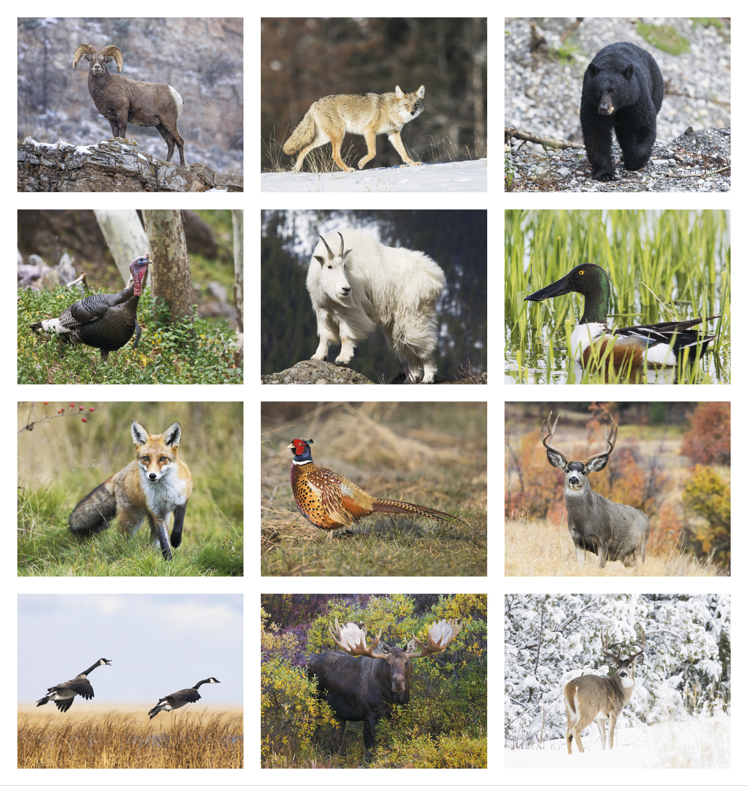 2024 Wildlife Portraits (Spiral) Calendar 11" X 19" Imprinted Spiral