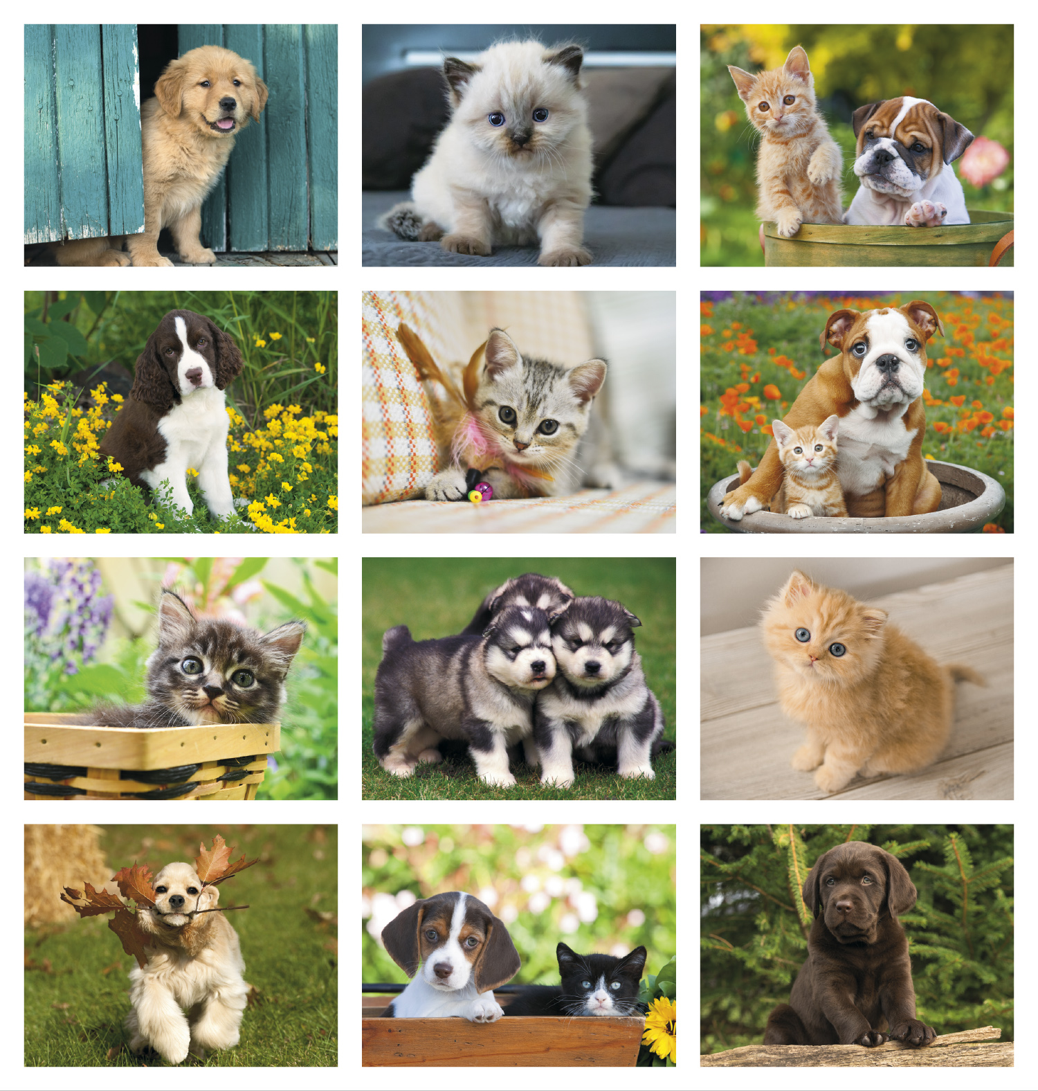 Puppies & Kittens Calendar