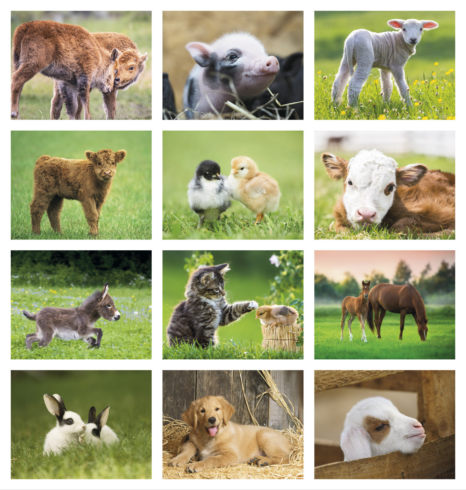 2024 Baby Farm Animals Calendar 11" X 19" Imprinted Staple Bound