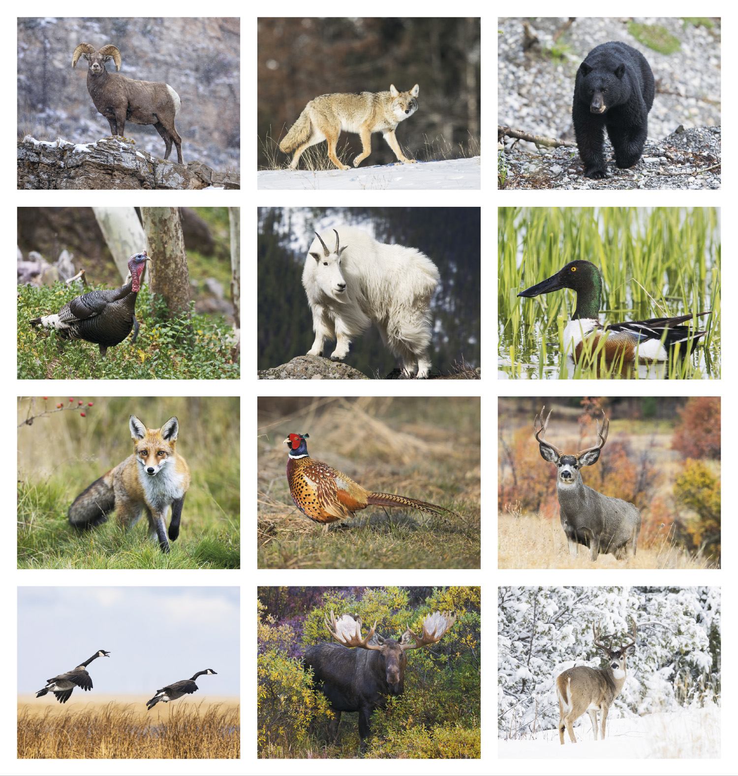 2025 Wildlife Portraits Calendar 11" X 19" Imprinted Staple Bound