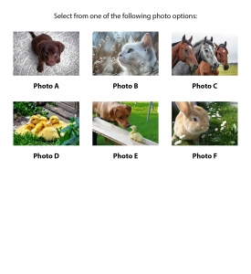 Z-Fold Greeting Card Calendar, Animals