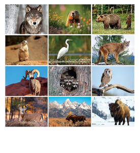 Wildlife 6-Sheet Desk Calendar