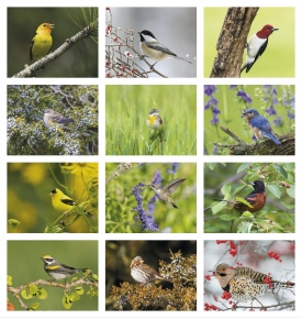 Nature&#039;s Songbirds Calendar