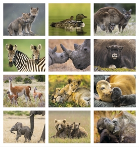 Animal Babies Calendar
