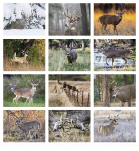2022 Trophy Whitetails Spiral Wall Calendar 10 7 8 X 18 Promotional Spiral Bound Drop Ad Imprint Marketing Calendar 2022 Whitetail Deer Calendar