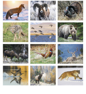 North American Wildlife Calendar