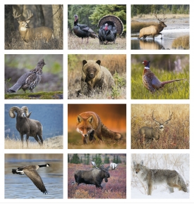 Sportsman Calendar