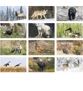 North American Wildlife Calendar II