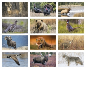 North American Wildlife Calendar II