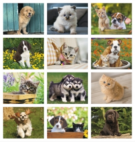 Puppies &amp; Kittens Spiral Calendar