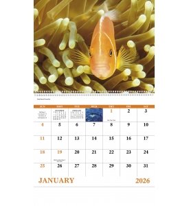 Ocean Glory Spiral Calendar