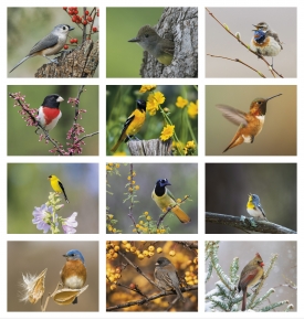 Birds of North America Calendar