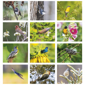 Birds of North America Calendar