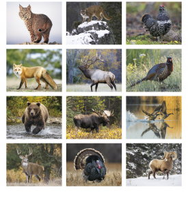 Wildlife Portraits Spiral Calendar