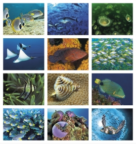 Ocean Glory Calendar