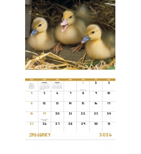 Baby Farm Animals Calendar