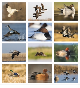 Waterfowl Calendar
