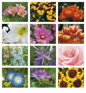 Flowers Wall Calendar