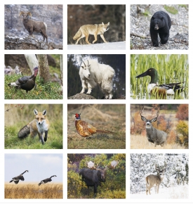 Wildlife Portraits Window Calendar