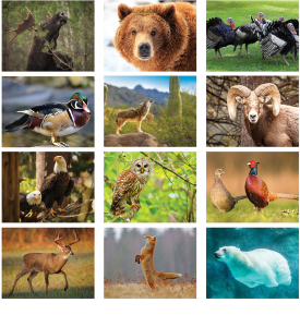 2024 Wildlife Calendar | 10-1/2
