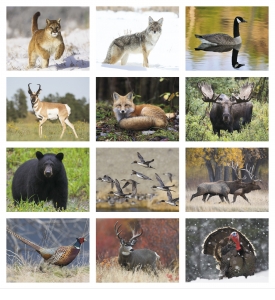 Wildlife II Calendar
