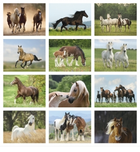 2025 Horses Calendar  11" X 19" Imprinted Spiral Bound; Drop Ad Imprint Calendars