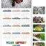 Z-Fold Greeting Card Calendar, Animals