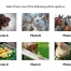 Z-Fold Greeting Card Calendar, Animals