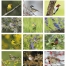 Nature&#039;s Songbirds Calendar