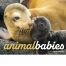 Animal Babies Calendar
