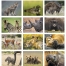 Animal Babies Calendar