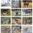 Trophy Whitetails Calendar