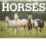 Horses Calendar