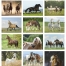 Horses Calendar