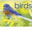 Birds Calendar
