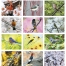 Birds Calendar