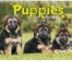 Puppies Calendar