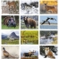 North American Wildlife Calendar