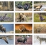 North American Wildlife Calendar II