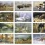 Wildlife Art by the Hautman Brother Calendars