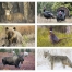 Wildlife (6-Sheet) Calendar