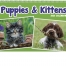 Puppies &amp; Kittens Pocket Calendar