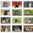 Puppies &amp; Kittens Pocket Calendar