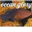 Ocean Glory Spiral Calendar