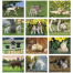 Baby Farm Animals Spiral Calendar